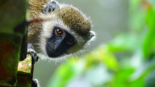 Vervet monkeys (Shutterstock)	