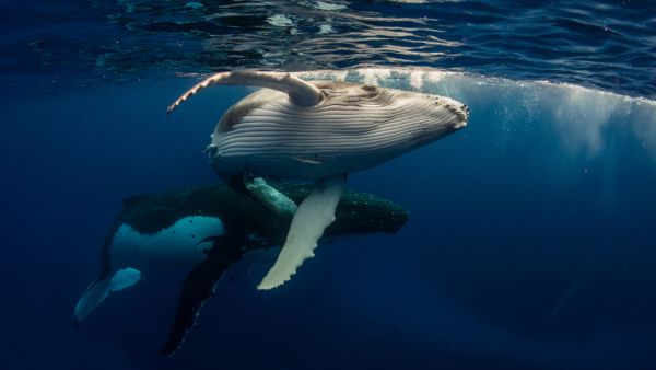 Humpback Whale and Baby (Shutterstock)	