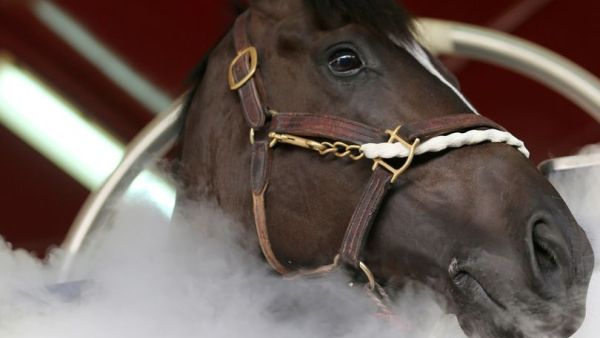 دبي تعالج الخيول بتقنية البخار لتبريدها وتحسين أدائها دبي تعالج الخيول بتقنية البخار لتبريدها وتحسين أدائها