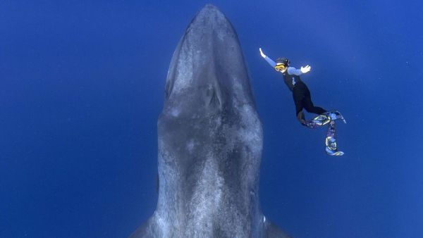 الغواص والمصوّر التايلاندي "تاناكيت سوانيانغيان" مع الحوت الأزرق