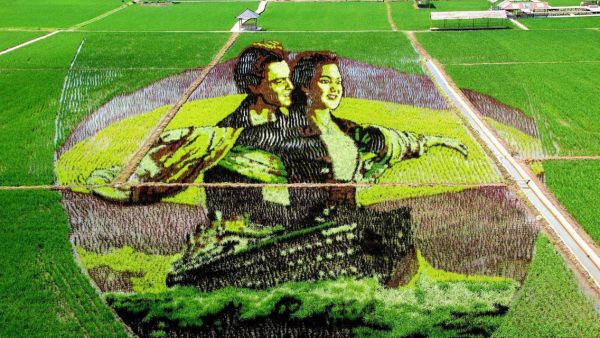 جاك وروز في حقول الارز الصينية