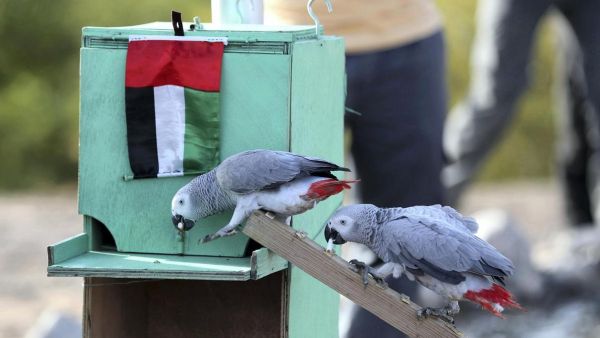 طيور مدرّبة 