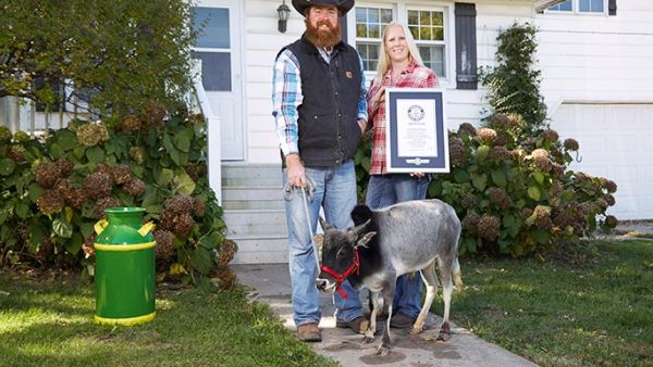 الثور همفري الثور همفري