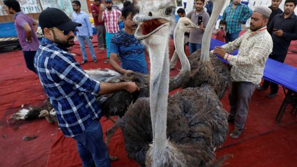 لحم "النعام" 