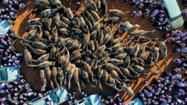 بطولة مصارعة الإبل