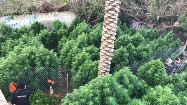 الاردن: ضبط طن من الماريجوانا