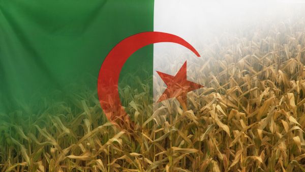 الجزائر تعتمد استراتيجية جديدة لتمويل المزارعين