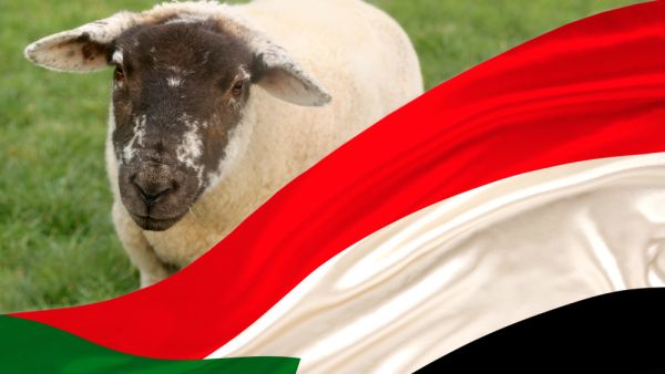 السودان يطلق مبادرة مصدري المواشي لدعم الاقتصاد