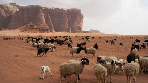 قطاع تربية المواشي الأردني يئن تحت وطأة انهيار الطلب
