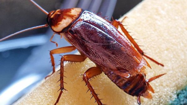 تفسير حلم الصراصير الكبيرة في البيت