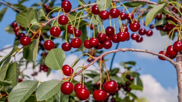 فوائد الكرز الاحمر