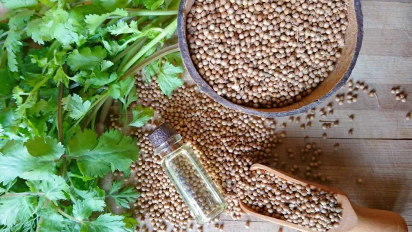 فوائد الكزبرة الناشفة للتخسيس