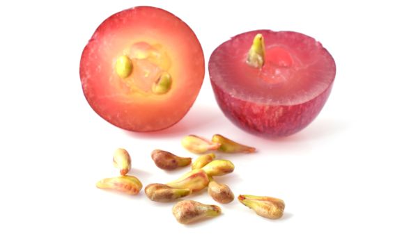 مستخلص بذور العنب مفيد في علاج الاكتئاب