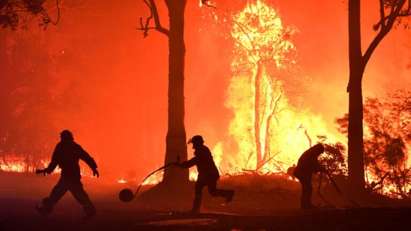  أكثر من 800 مليون حيوان كانوا ضحايا الحرائق في ولاية نيو ساوث ويلز