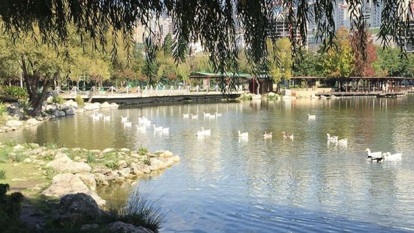 حديقة البط في اسطنبول