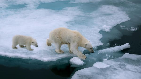 Researchers: ‘Global Warming Skyrockets Cross-Species Virus Transmission'