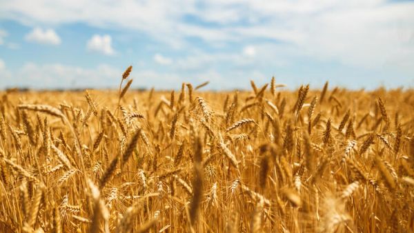 Wheat Prices in Africa up 60% Due to Russia-Ukraine War