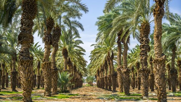 Israeli Firm Mulls Promoting Desert Agriculture Projects In UAE