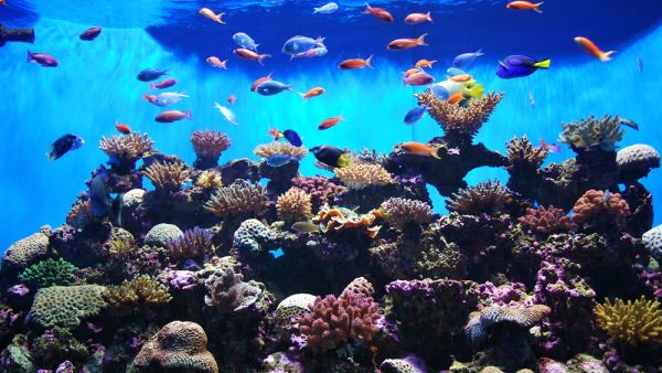 Home to more than 33,000 marine creatures, responsibly and ethically sourced from around the world, The National Aquarium will be led by a world-class team of 80 qualified marine experts and specialists.