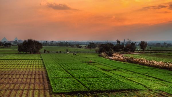 Egypt: Agricultural Exports Exceed 5 Million Tons in 2020 Despite Virus Outbreak