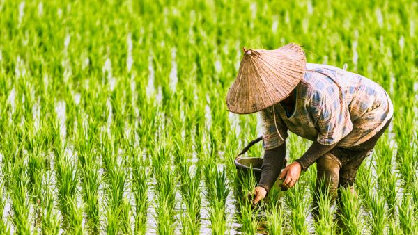 Wheat prices also remained under downward pressure, reflecting ample export availabilities, but those of rice edged up, due to seasonal effects as well as concerns over the impact of weather on crops in Thailand.