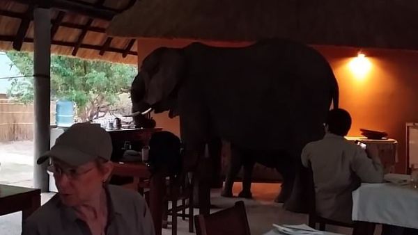 Before long, the family of elephants turns away from the tourists and moves out of the room. (Video Screenshot)