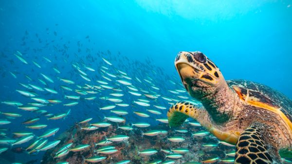 (Shutterstock/ File Photo)