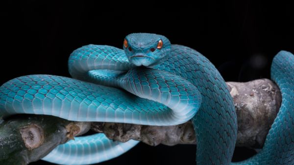 (Shutterstock/ File Photo)