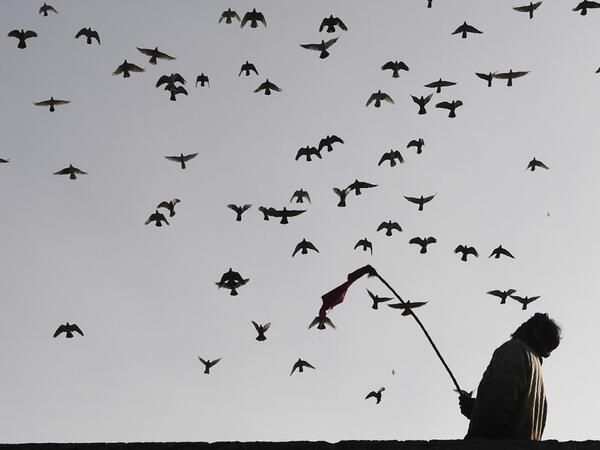 In this photograph taken on February 3, 2019, a keeper tends his pigeons on the roof of his house in the old quarters of New Delhi. Pigeon flying, locally known as Kabootar Bazi, is a popular hobby among people living in the old quarters of the capital city. Sajjad HUSSAIN / AFP