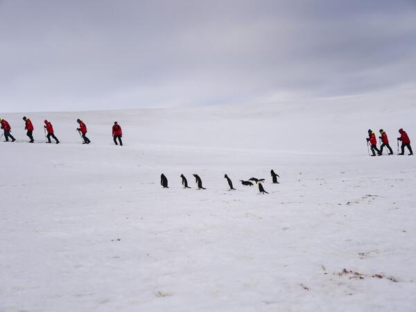Tourists and Barbijo penguins (Pygoscelis antarcticus) are seen on Half Moon island, Antarctica on November 09, 2019. Johan ORDONEZ / AFP