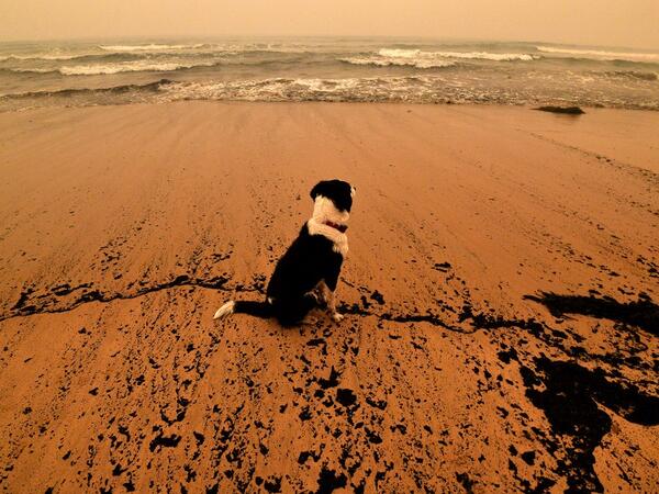 A dog sits amongst ash from bushfires washed up on a beach in Merimbula, in Australia's New South Wales state on January 5, 2020. Australians on January 5 counted the cost from a day of catastrophic bushfires that caused "extensive damage" across swathes of the country and took the death toll from the long-running crisis to 24. SAEED KHAN / AFP
