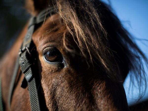 In this photograph taken on January 11, 2020, a Manipuri pony is prepared before riding to Thangmeiband Polo Ground for a 15th Women's State Polo Tournament match, at the at Thangmeiband's Polo Ground stable in Imphal, the capital of the northeastern Indian state of Manipur. Laishram Thadoi's face is a picture of concentration as she adjusts her helmet and prepares to play in Manipur, the remote Indian state regarded as the birthplace of modern polo. Xavier GALIANA / AFP