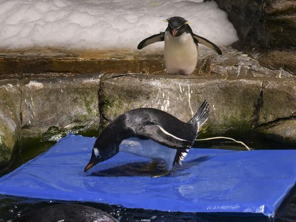 This picture taken on May 4, 2020 shows a rockhopper penguin (top) looking at a gentoo penguin on a floating mat in their enclosure at the Ocean Park theme park, which is currently closed due to the COVID-19 novel coronavirus, in Hong Kong. Save for an absence of gawping crowds, life for the penguins of Hong Kong's Ocean Park has been much the same during the coronavirus pandemic -- but their carers have worked long shifts to keep the monochrome troupe healthy.Richard A. Brooks / AFP