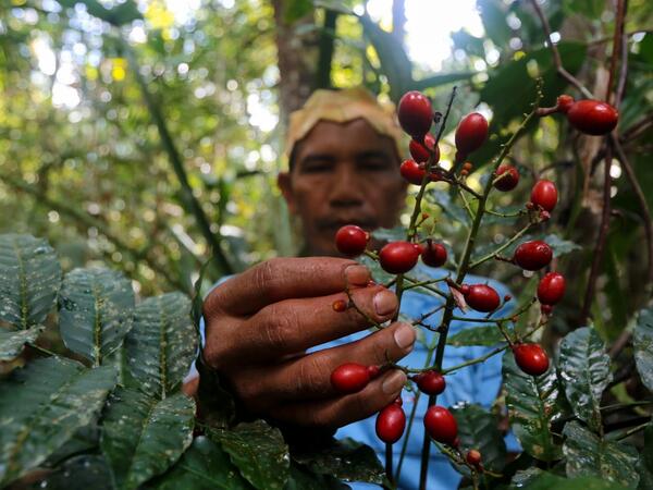 Satere-Mawe indigenous leader Valdiney Satere, 43, collects caferana, a native plant of the Amazon rainforest used as medicinal herb, to treat people showing symptoms of the novel coronavirus COVID-19 in their community Wakiru, in Taruma neighbourhood, a rural area west of Manaus, Amazonas State, Brazil, on May 17, 2020. Ricardo OLIVEIRA / AFP