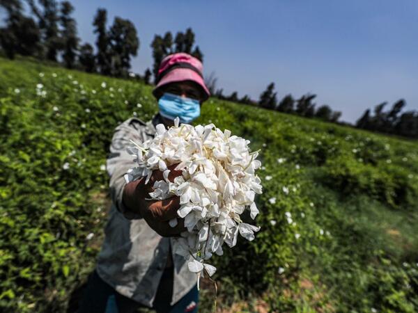 A worker, mask-clad due to the COVID-19 coronavirus pandemic, presents a handful of harvested jasmine flowers while standing in a field at the village of Shubra Beloula in Egypt's northern Nile delta province of Gharbiya on July 23, 2020. Mohamed el-Shahed / AFP
