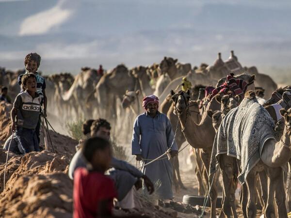 Bedouins prepare their camels for a race in Egypt's South Sinai desert on September 12, 2020, after more than six month of hiatus due to the coronavirus outbreak. KHALED DESOUKI / AFP