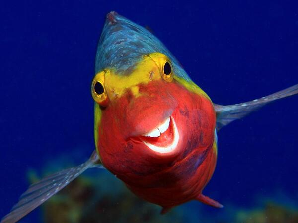 جائزة الصور الكوميدية للحيوانات