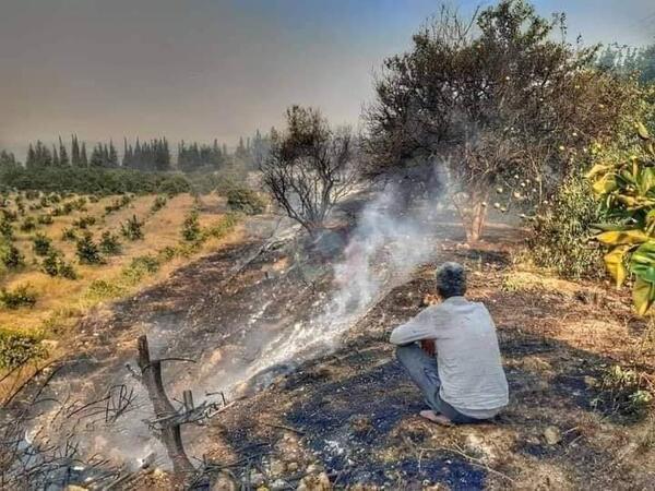 Hundreds of hectares burned in the countryside alongside Syria's coastal Latakia and Tartus provinces and in the central Homs province. (Twitter)