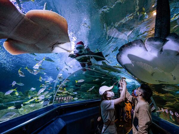 Visitors take photos as a diver wearing a Santa Claus outfit, as part of Christmas celebrations, feeds fish inside a tank at the Aquaria KLCC in Kuala Lumpur on December 23, 2020. Mohd RASFAN / AFP