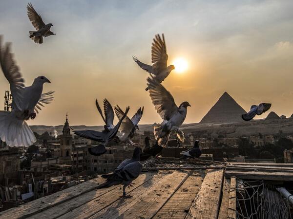 Pigeons hover over the rooftops of Giza