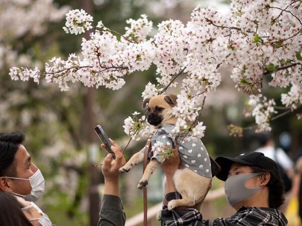 Cherry Blossoms in Japan
