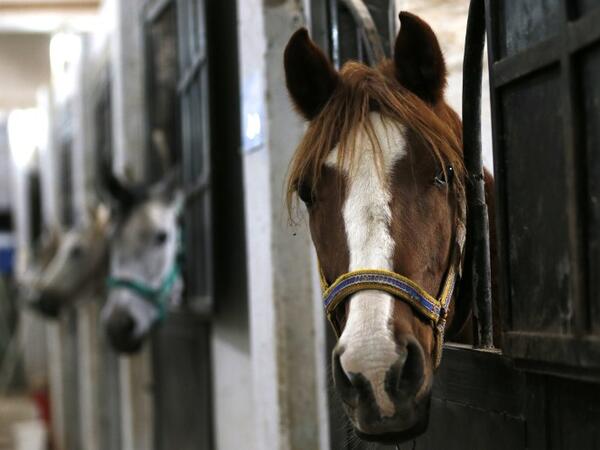 A horse peaks its head through the stable door at a stable in the town of Dimas, west of the Syrian capital DamascusLOUAI BESHARA / AFP