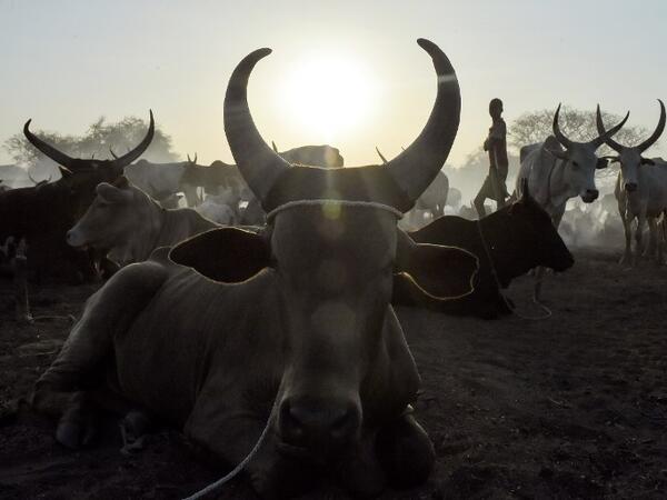 Villagers gather their cattle ahead of vaccinations administered by the International Committee of the Red Cross (ICRC) with the help of local community workers, at Kirgui village in Udier, South Sudan 
SIMON MAINA / AFP