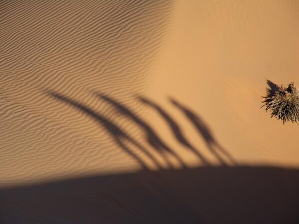 صور من زاوية عين الطائر