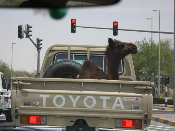 camel car 