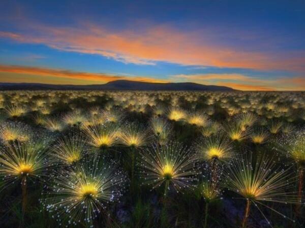 مسابقة مصوري الحدائق 2018.. الصورة الفائزة