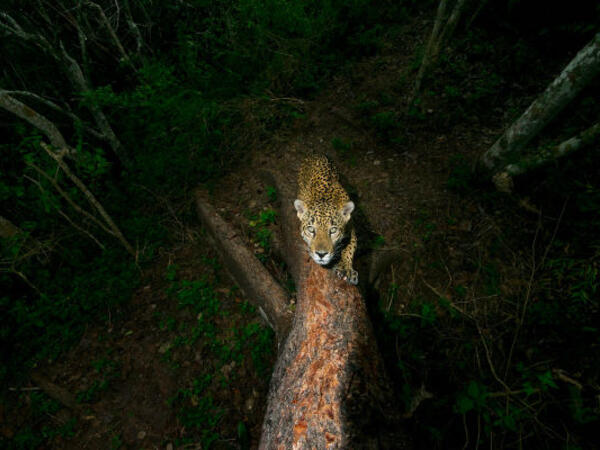 مسابقة أفضل صور للحياة البرية لعام 2018