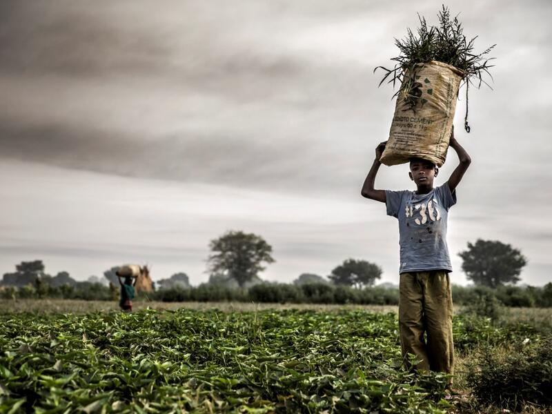 A Hausa Fulani farmer works at a farm in the outskirts of Sokoto, Sokoto State, Nigeria on April 22, 2019. Massive expansion of farming in Nigeria has cut access to grazing land for nomadic herders and fuelled persistent violence. Luis TATO / AFP