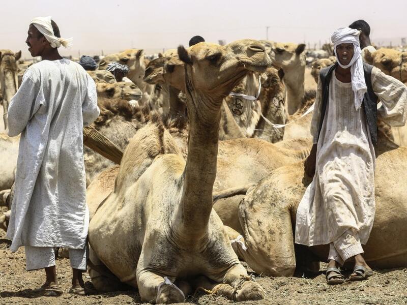 Herders stand by sitting camels at El-Molih camel market west of the Sudanese capital's twin city of Omdurman ASHRAF SHAZLY / AFP