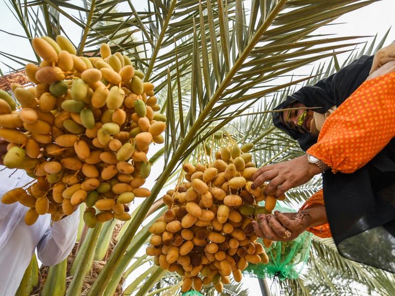 The Liwa Date Festival aims to preserve Emirati heritage, specifically palm trees and half-ripe dates, knows as "ratab", which are deep-rooted in the Gulf country's traditions. Karim SAHIB / AFP